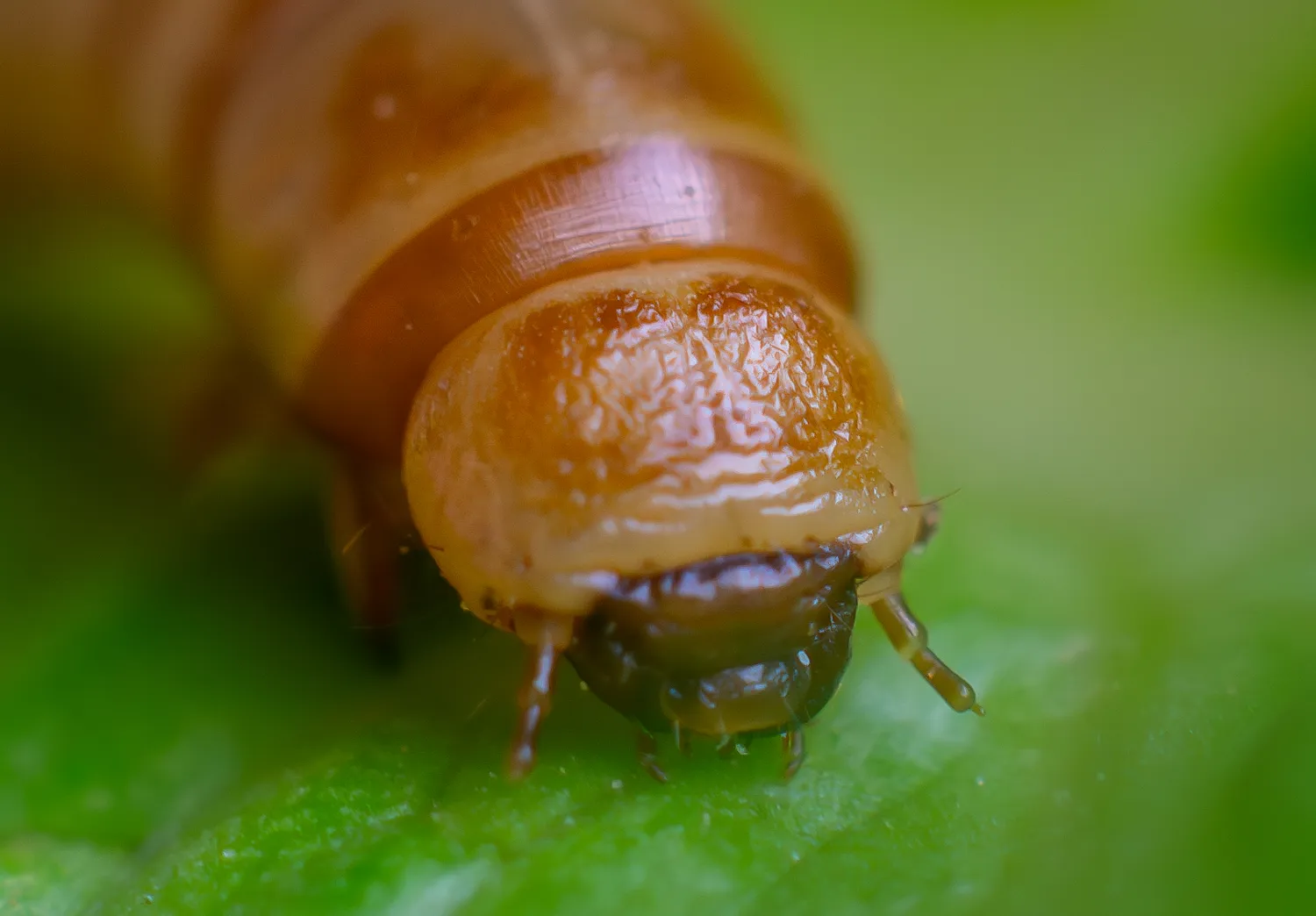 Macro